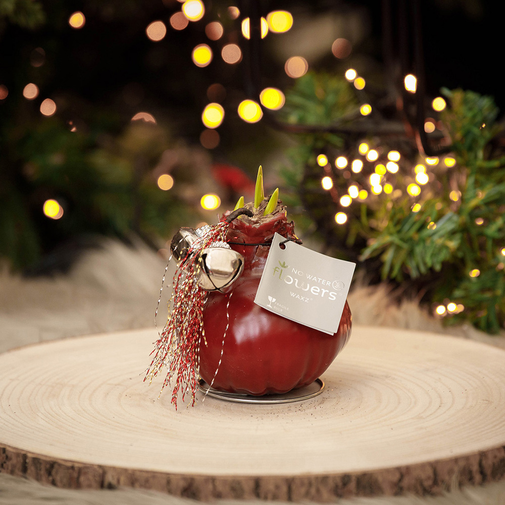 No Water Flowers® - Jingle Bellz, Zonder verpakking, Wit